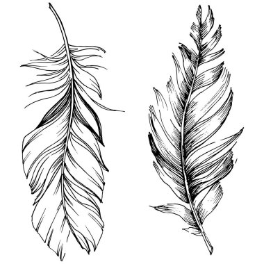 Vektör kuş tüyü izole Wing. İzole illüstrasyon öğesi. Arka plan, doku, sarıcı desen, çerçeve veya sınır vektör tüy.