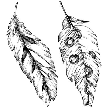 Vektör kuş tüyü izole Wing. İzole illüstrasyon öğesi. Arka plan, doku, sarıcı desen, çerçeve veya sınır vektör tüy.