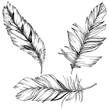 Vektör kuş tüyü izole Wing. İzole illüstrasyon öğesi. Arka plan, doku, sarıcı desen, çerçeve veya sınır vektör tüy.