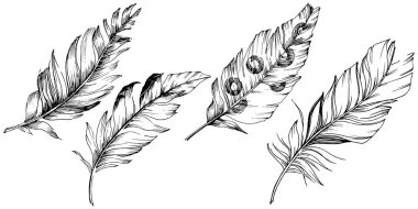 Vektör kuş tüyü izole Wing. İzole illüstrasyon öğesi. Arka plan, doku, sarıcı desen, çerçeve veya sınır vektör tüy.