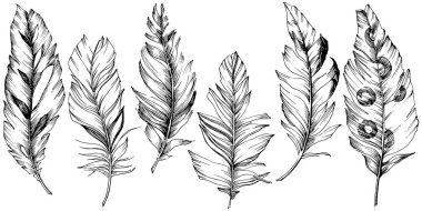 Vektör kuş tüyü izole Wing. İzole illüstrasyon öğesi. Arka plan, doku, sarıcı desen, çerçeve veya sınır vektör tüy.