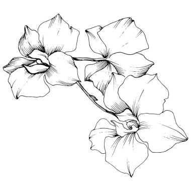 Vektör tropikal orkide çiçek. Botanik çiçek. İzole illüstrasyon öğesi. Arka plan, doku, sarıcı desen, çerçeve veya sınır vektör kır çiçeği.