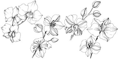 Vektör tropikal orkide çiçek. Botanik çiçek. İzole illüstrasyon öğesi. Arka plan, doku, sarıcı desen, çerçeve veya sınır vektör kır çiçeği.