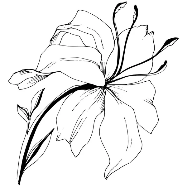 Wildblumenlilien Vektorstil Isoliert Voller Name Der Pflanze Lilien Vektorblume Für — Stockvektor