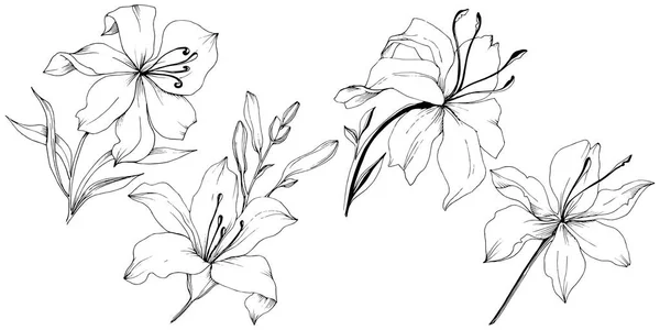 野花百合在媒介样式隔绝了 植物的全名 百合花 包装图案 框架或边框的矢量花 — 图库矢量图片