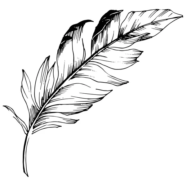 载体鸟羽毛从翼被隔绝 独立的插图元素 包装图案 框架或边框的矢量羽毛 — 图库矢量图片
