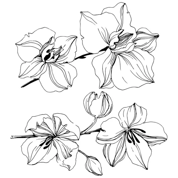 Wektor Tropikalny Kwiat Orchidei Botaniczny Kwiat Kwiatowy Element Ilustracja Białym — Wektor stockowy