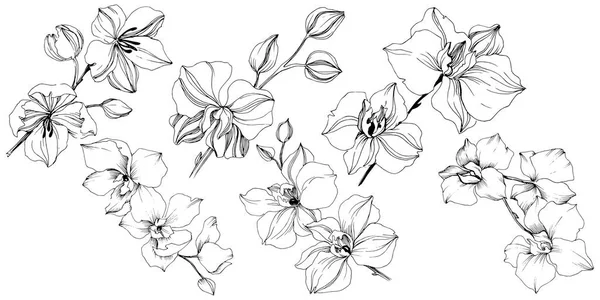 Vektor Tropických Orchidejí Květ Květinové Botanické Květin Izolované Ilustrace Prvek — Stockový vektor