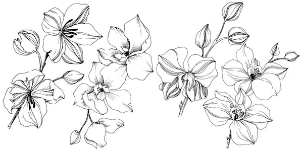 Vector Tropische Orchidee Bloem Floral Botanische Bloem Geïsoleerde Illustratie Element — Stockvector