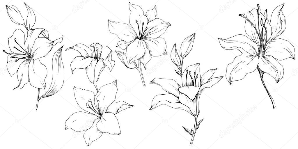 Wildflower lilies in a vector style isolated. Full name of the plant: lilies. Vector flower for background, texture, wrapper pattern, frame or border.