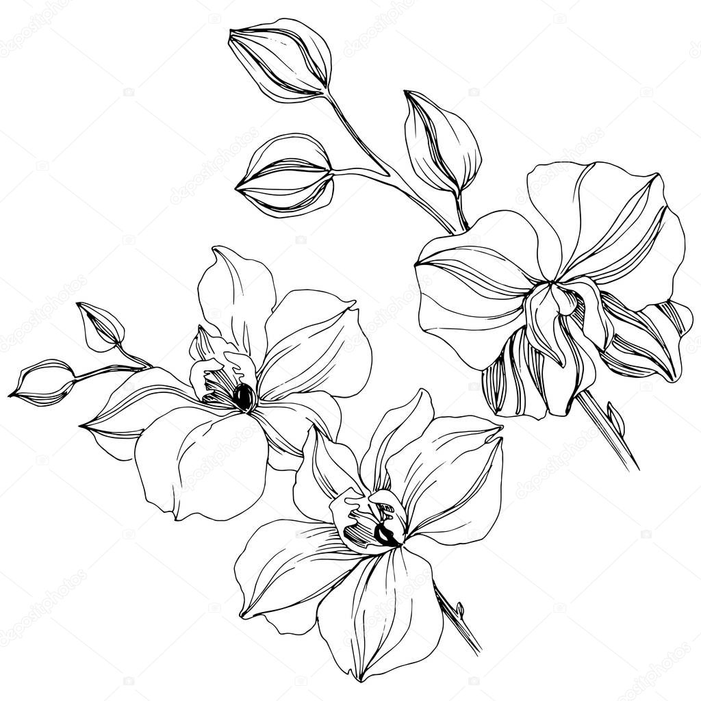 Vector tropical orchid flower. Floral botanical flower. Isolated illustration element. Vector wildflower for background, texture, wrapper pattern, frame or border.