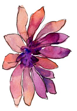 Sulu boya pembe güller çiçek. Botanik çiçek. İzole illüstrasyon öğesi. çiçek. Arka plan, doku, sarıcı desen, çerçeve veya kenarlık için Aquarelle kır çiçeği.