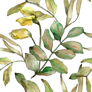 Sonbahar yeşil akasya bırakır. Yaprak bitki botanik bahçe çiçek yaprakları. Sorunsuz arka plan deseni.