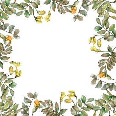 Sonbahar yeşil akasya bırakır. Yaprak bitki botanik bahçe çiçek yaprakları. Çerçeve kenarlığı süsleme Meydanı.