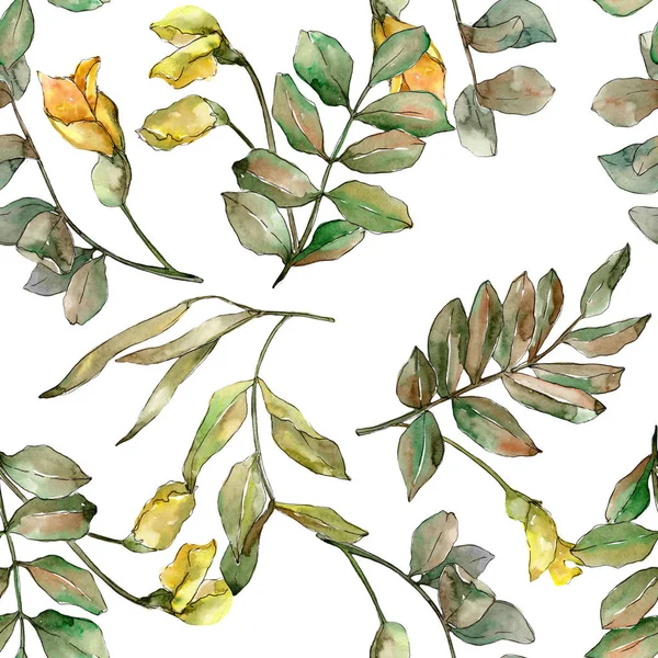 Hojas de acacia verde otoñal. Planta de hojas de jardín botánico follaje floral. Patrón de fondo sin costuras . —  Fotos de Stock