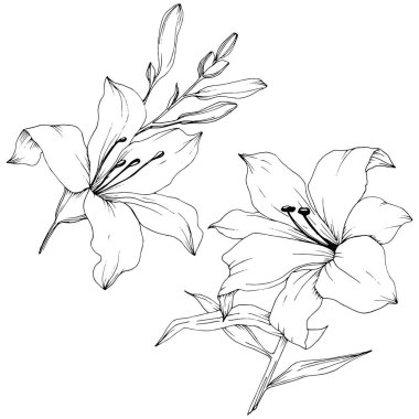 Kır çiçeği lilyum izole bir vektör tarzı. Bitki tam adı: zambak. Arka plan, doku, sarıcı desen, çerçeve veya kenarlık için vektör çiçek.