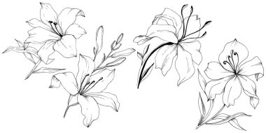 Kır çiçeği lilyum izole bir vektör tarzı.