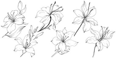 Kır çiçeği lilyum izole bir vektör tarzı.