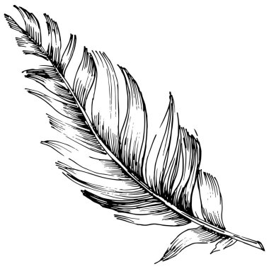 Vektör kuş tüyü izole Wing. İzole illüstrasyon öğesi.