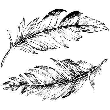 Vektör kuş tüyü izole Wing. İzole illüstrasyon öğesi.