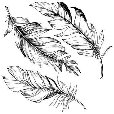 Vektör kuş tüyü izole Wing. İzole illüstrasyon öğesi.