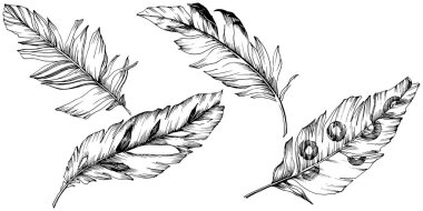 Vektör kuş tüyü izole Wing. İzole illüstrasyon öğesi.