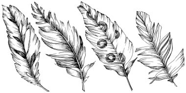 Vektör kuş tüyü izole Wing. İzole illüstrasyon öğesi.