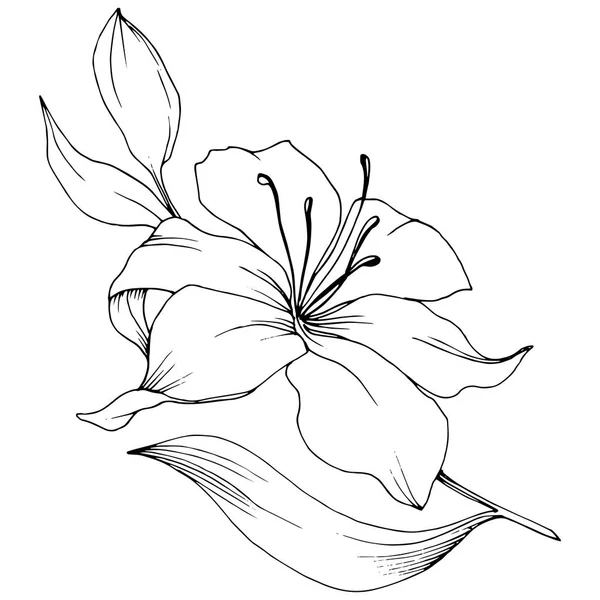 Lys de fleurs sauvages dans un style vectoriel isolé . — Image vectorielle