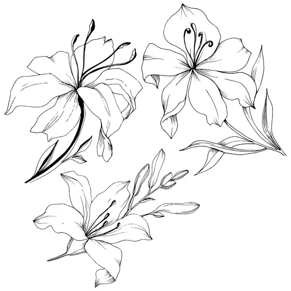Wildflower liljor i vektor stil isolerade. — Stock vektor
