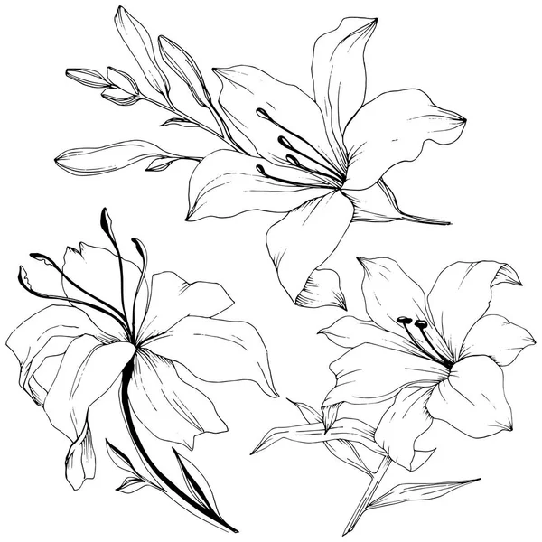 Wildflower lelies in een vector stijl geïsoleerd. — Stockvector