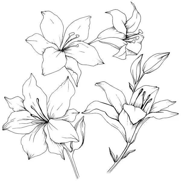 Wildflower lelies in een vector stijl geïsoleerd. — Stockvector