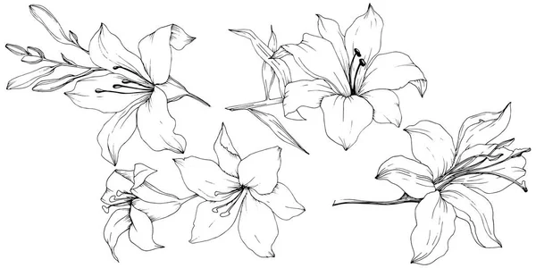 Wildflower lelies in een vector stijl geïsoleerd. — Stockvector