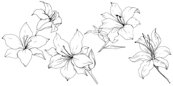 Wildflower lilie ve stylu vektor, samostatný. — Stockový vektor