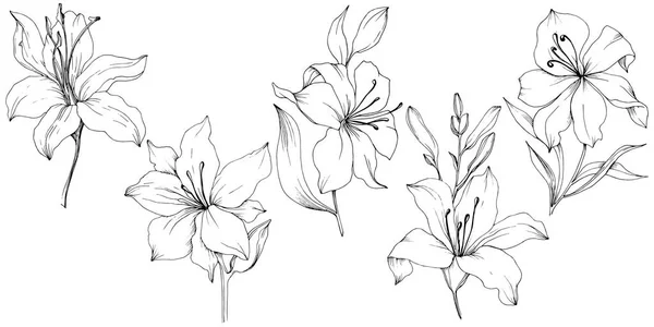 Ένα στυλ διάνυσμα απομονωμένη wildflower κρίνοι. — Διανυσματικό Αρχείο
