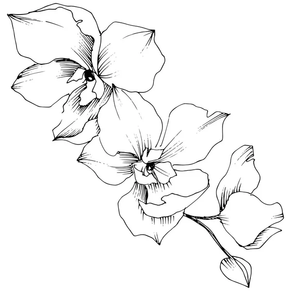 Vektor tropische Orchideenblume. Blütenbotanische Blume. — Stockvektor