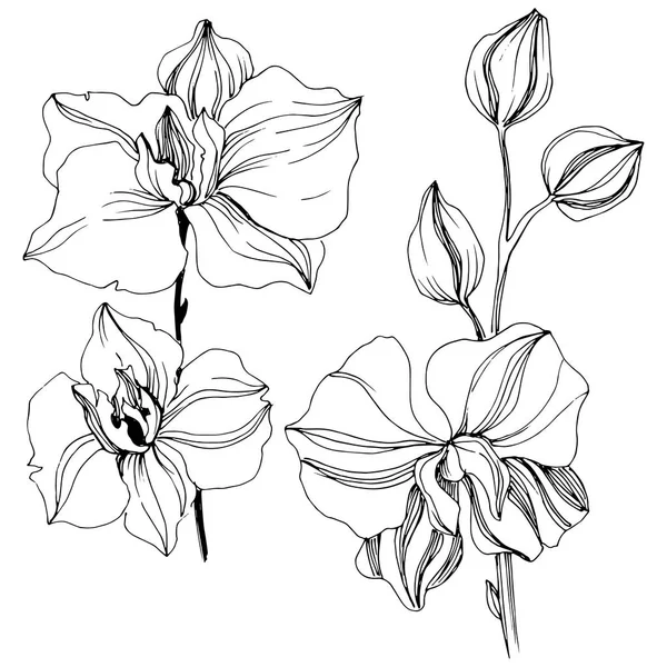 ベクトル熱帯蘭の花。花植物花. — ストックベクタ