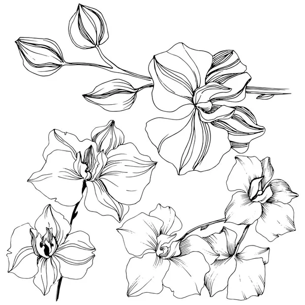 Vector tropische orchidee bloem. Floral botanische bloem. — Stockvector