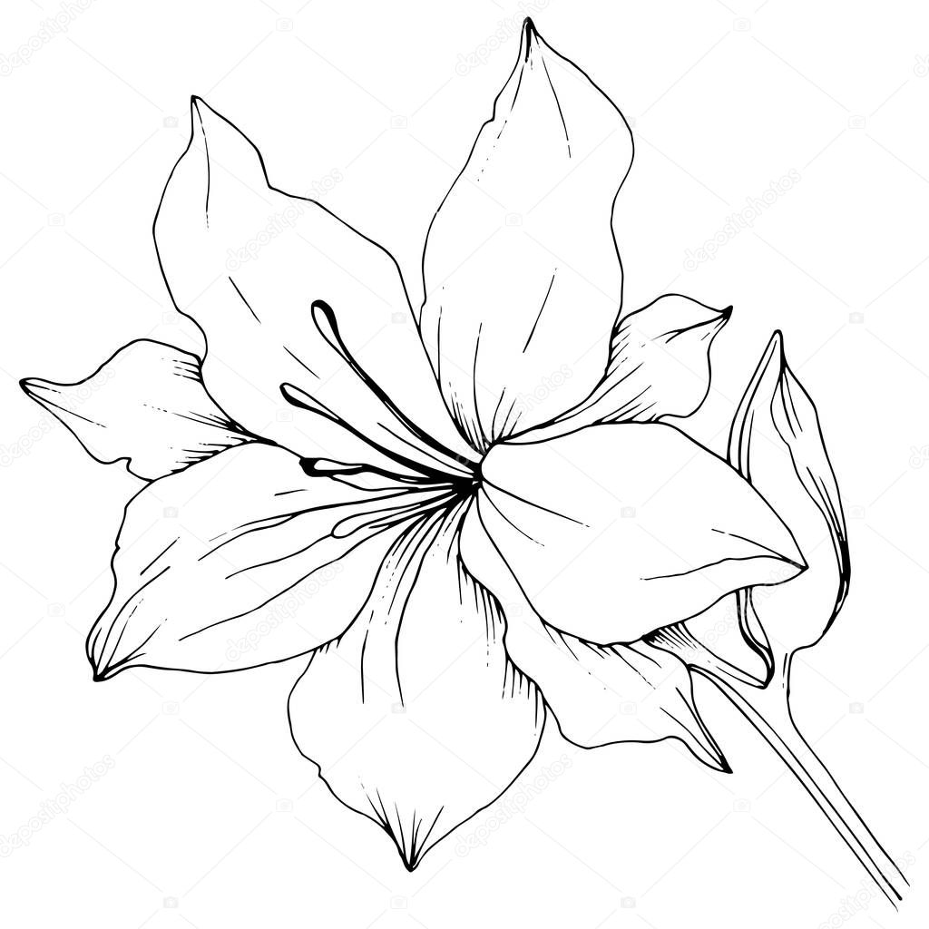 Wildflower lilies in a vector style isolated.