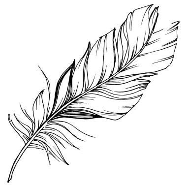 Vektör kuş tüyü izole Wing. İzole illüstrasyon öğesi. Arka plan, doku, sarıcı desen, çerçeve veya sınır vektör tüy.