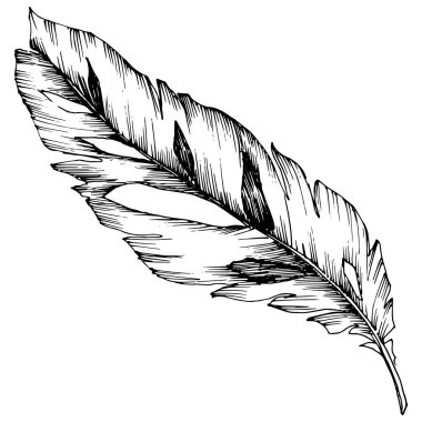 Vektör kuş tüyü izole Wing. İzole illüstrasyon öğesi. Arka plan, doku, sarıcı desen, çerçeve veya sınır vektör tüy.