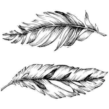 Vektör kuş tüyü izole Wing. İzole illüstrasyon öğesi. Arka plan, doku, sarıcı desen, çerçeve veya sınır vektör tüy.
