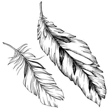 Vektör kuş tüyü izole Wing. İzole illüstrasyon öğesi. Arka plan, doku, sarıcı desen, çerçeve veya sınır vektör tüy.