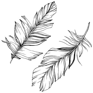 Vektör kuş tüyü izole Wing. İzole illüstrasyon öğesi. Arka plan, doku, sarıcı desen, çerçeve veya sınır vektör tüy.