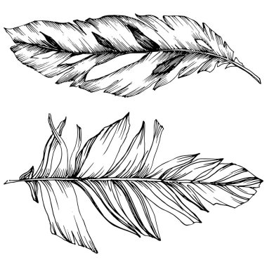 Vektör kuş tüyü izole Wing. İzole illüstrasyon öğesi. Arka plan, doku, sarıcı desen, çerçeve veya sınır vektör tüy.