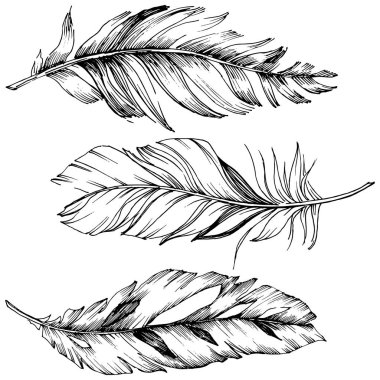 Vektör kuş tüyü izole Wing. İzole illüstrasyon öğesi. Arka plan, doku, sarıcı desen, çerçeve veya sınır vektör tüy.
