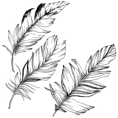 Vektör kuş tüyü izole Wing. İzole illüstrasyon öğesi. Arka plan, doku, sarıcı desen, çerçeve veya sınır vektör tüy.