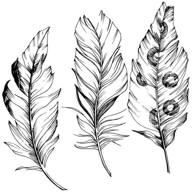 Vektör kuş tüyü izole Wing. İzole illüstrasyon öğesi. Arka plan, doku, sarıcı desen, çerçeve veya sınır vektör tüy.