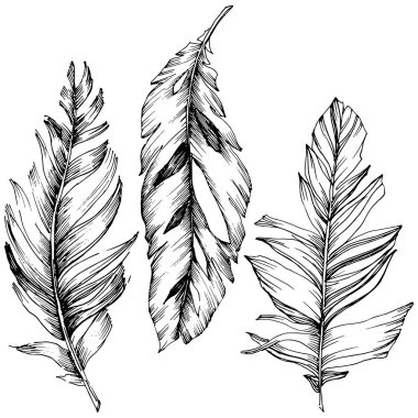 Vektör kuş tüyü izole Wing. İzole illüstrasyon öğesi. Arka plan, doku, sarıcı desen, çerçeve veya sınır vektör tüy.