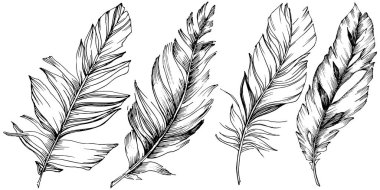 Vektör kuş tüyü izole Wing. İzole illüstrasyon öğesi. Arka plan, doku, sarıcı desen, çerçeve veya sınır vektör tüy.