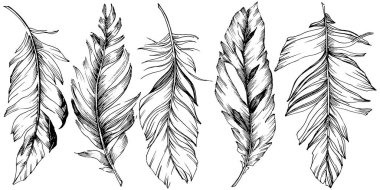 Vektör kuş tüyü izole Wing. İzole illüstrasyon öğesi. Arka plan, doku, sarıcı desen, çerçeve veya sınır vektör tüy.